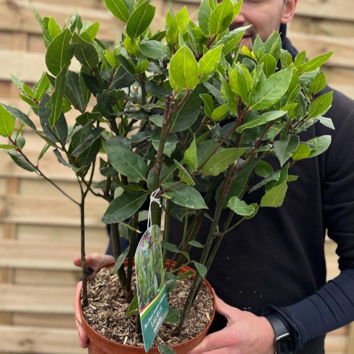 A person in a black shirt holds a Laurus nobilis (Bay Bush) 3L 70cm with lush leafy stems, standing by a wooden fence. Attached is a care tag highlighting this classic herb’s use in Mediterranean cooking.