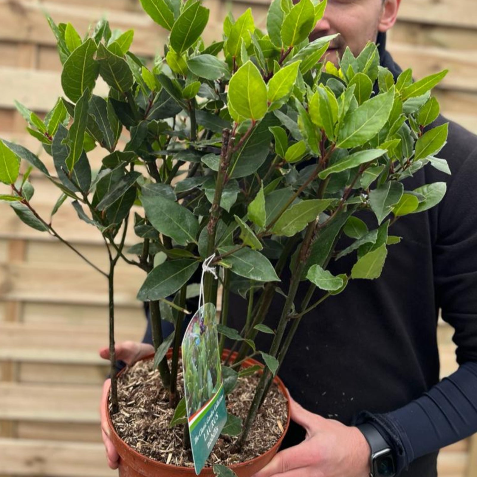 A person in a black shirt holds a Laurus nobilis (Bay Bush) 3L 70cm with lush leafy stems, standing by a wooden fence. Attached is a care tag highlighting this classic herb’s use in Mediterranean cooking.