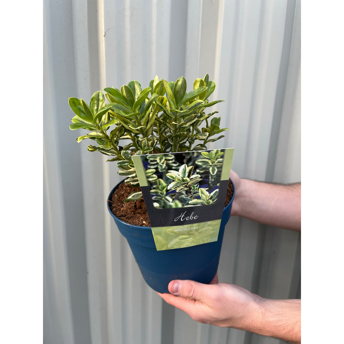 A person holds a Hebe Pinocchio 2L, a green-leaved evergreen potted plant, in a blue pot. The plant stands out against a light grey corrugated metal background.