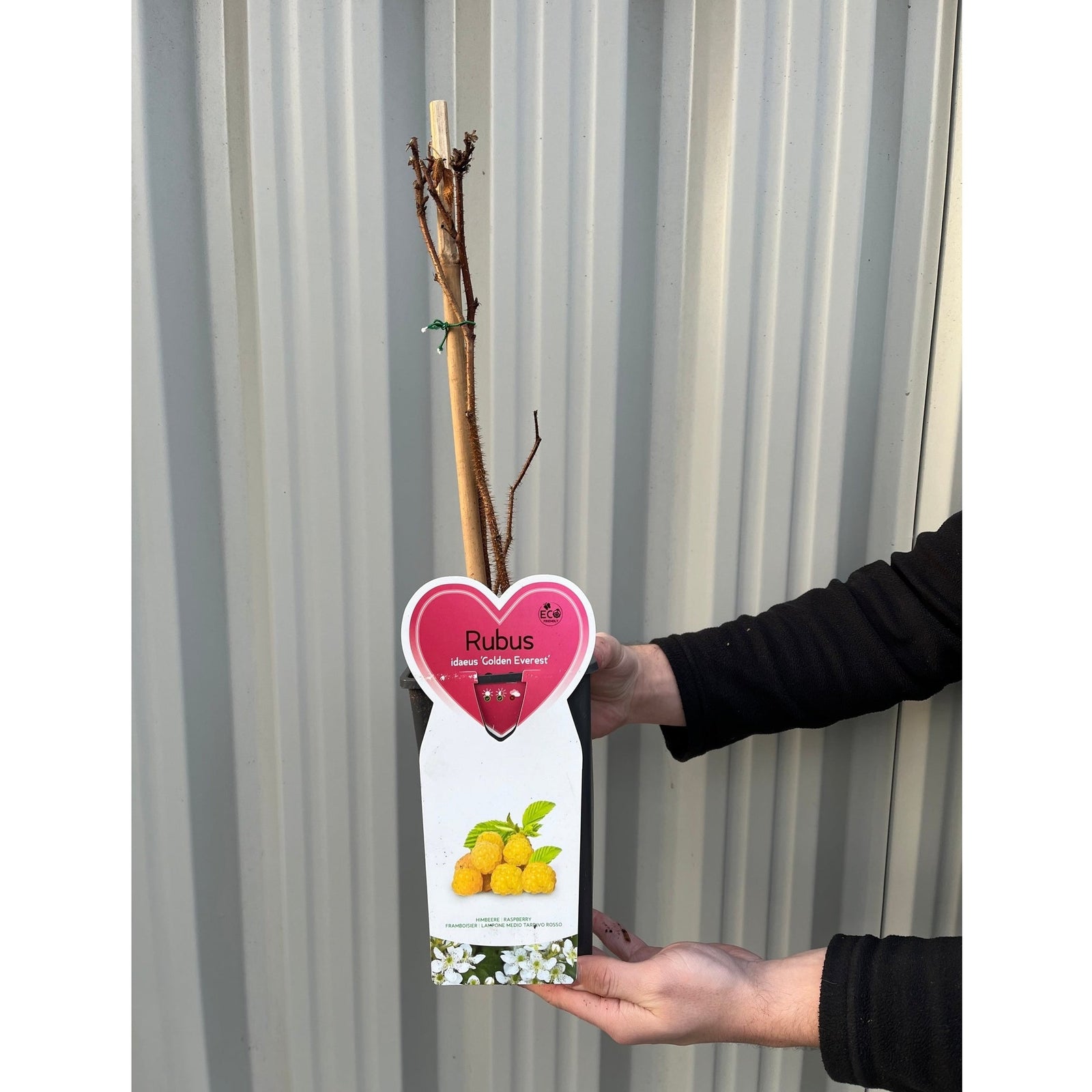 Raspberry 'Golden Everest' 1L