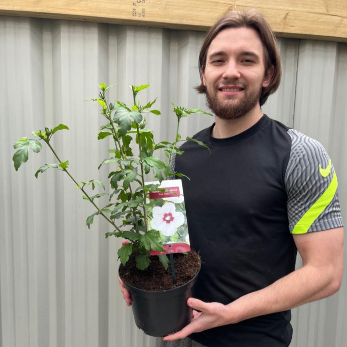 A smiling man with shoulder-length hair holds a Hibiscus syriacus &#39;Red Heart&#39; 2L, its green leaves and label visible, standing before a corrugated metal fence. He wears a black shirt with gray and yellow sleeves.