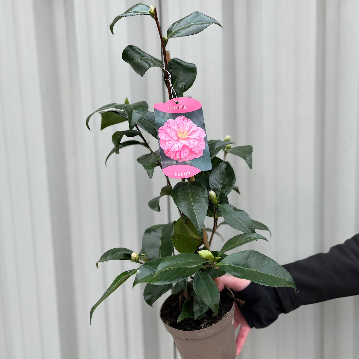 A hand holds a 60cm Camellia japonica &#39;Kick off&#39; in a pot, with dark green leaves and buds. A pink tag with an image of soft pink flowers is attached. The background shows a pale, vertically paneled surface.