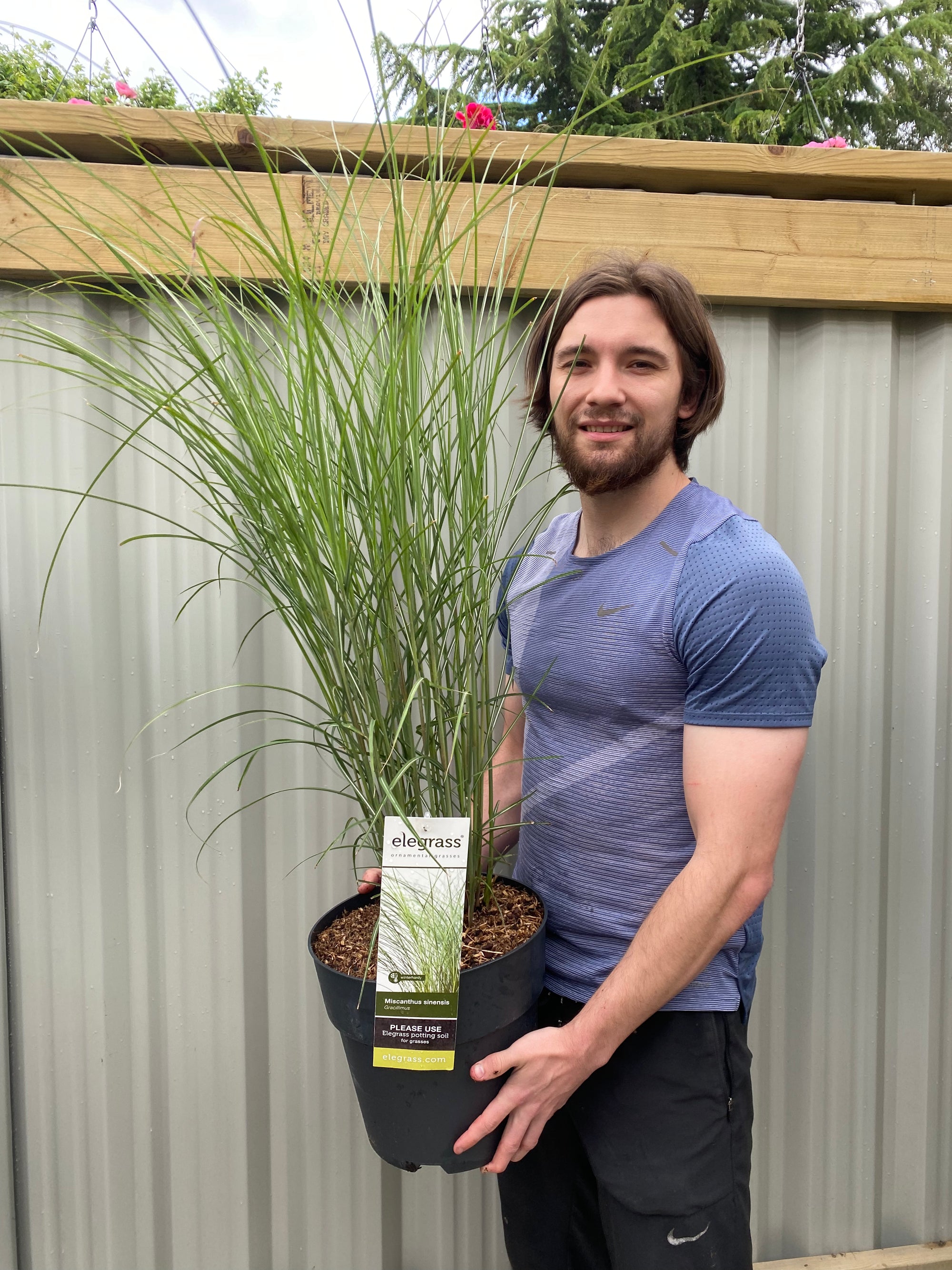 Miscanthus sinensis Gracillimus 2L/10L Growers Pot