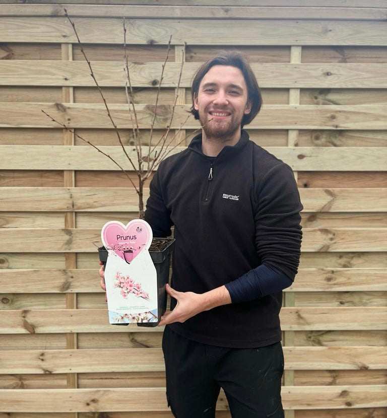 Ornamental Flowering Cherry Blossom Tree Dwarf - Nipponica &#39;Ruby&#39;