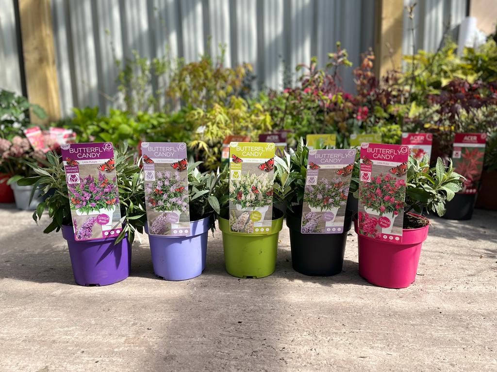 Buddleja Butterfly Candy &#39;Lila Sweatheart&#39; 9cm/1L/2L/3L