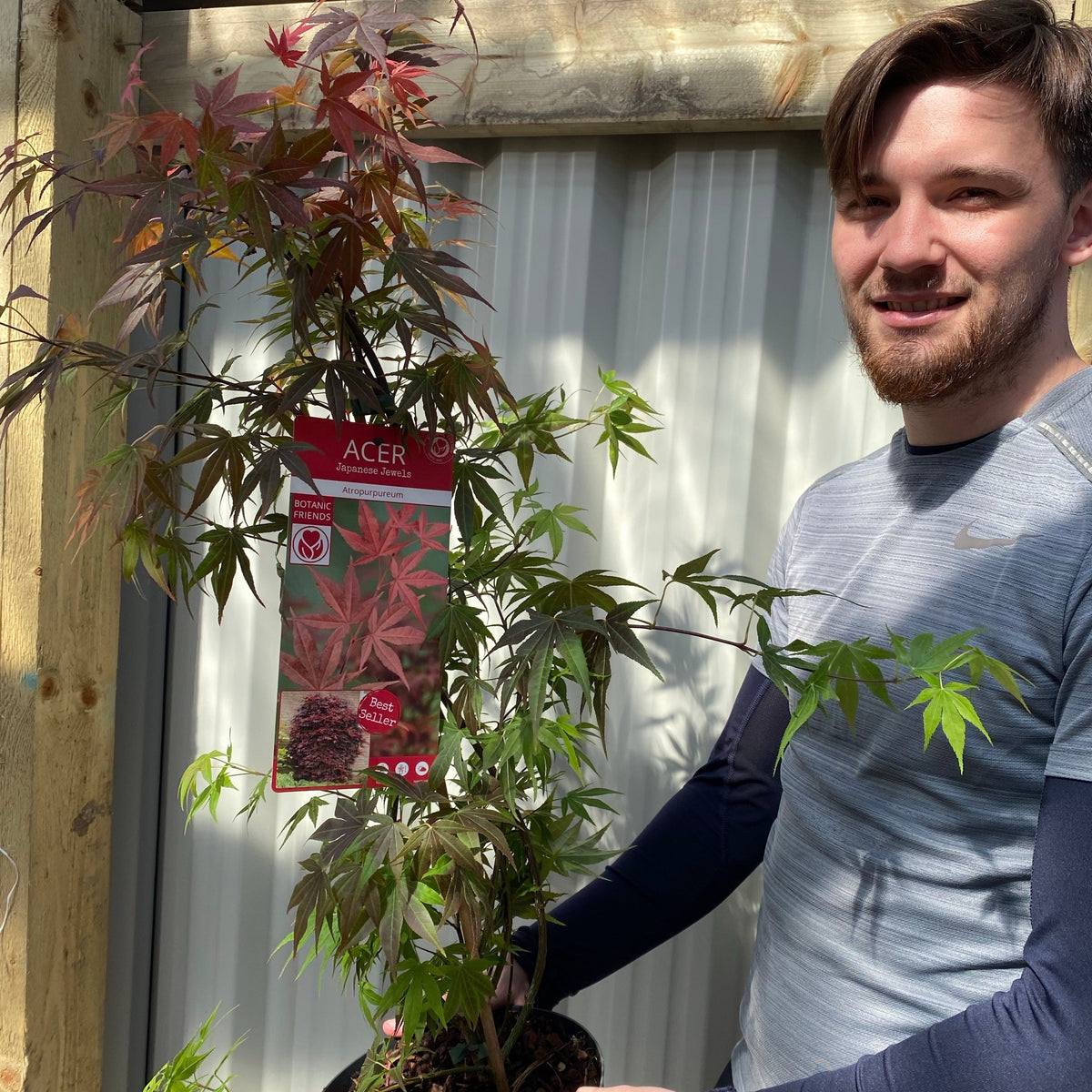 Acer palmatum &#39;Atropurpureum&#39; 10.5cm-130L