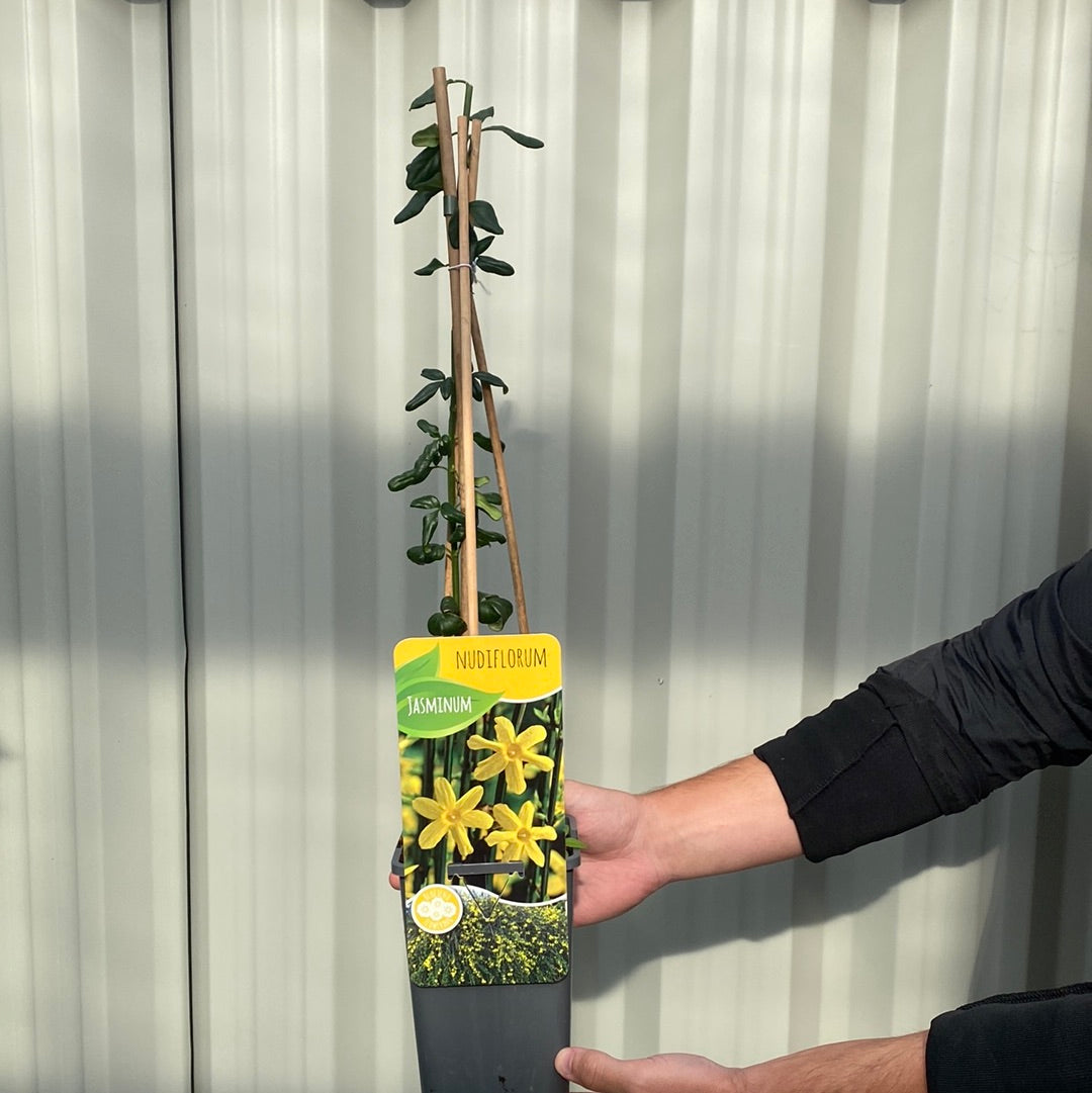 A person holds a Winter Jasmine (Jasminum nudiflorum) in a 2L/4L pot with a bamboo stake. The label shows yellow blooms. This vigorous climber is ideal for brightening winter days against a corrugated background.