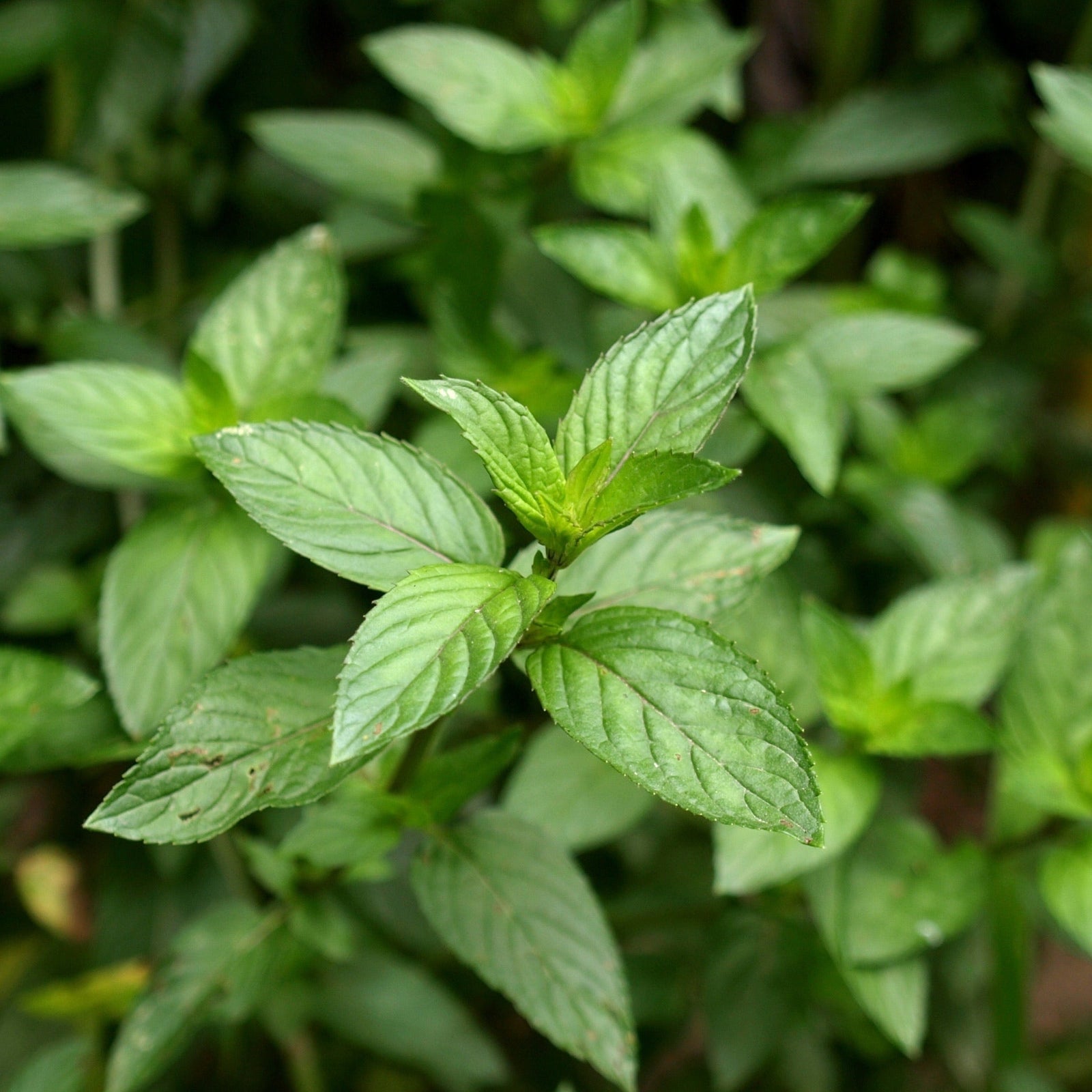 Mint - Pepper Mint 9cm / 1.5L
