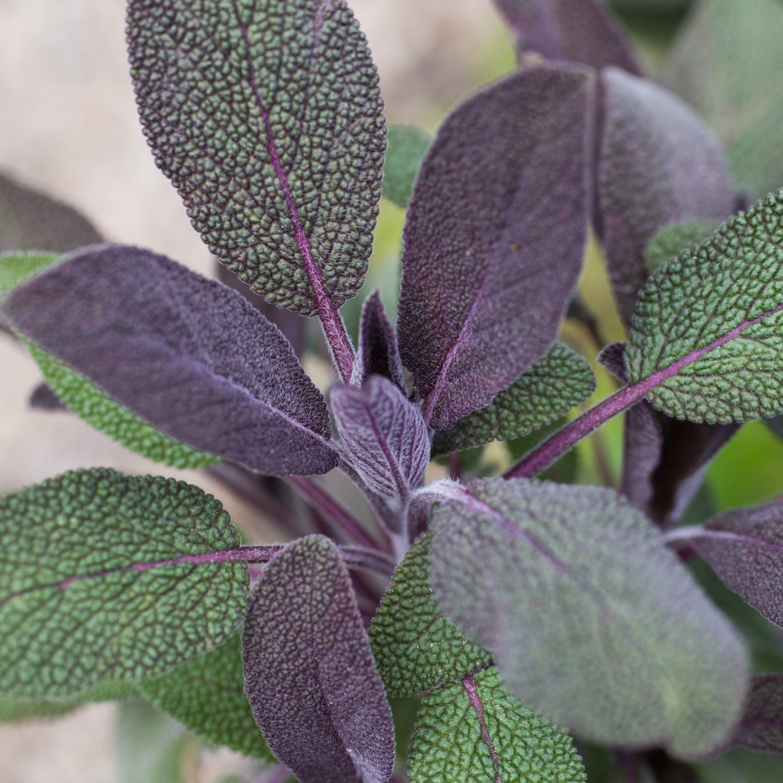 Close-up of Sage Purple - Leaved Herb 16cm/1.5L showing textured, oval, dark green leaves with prominent purple veins and distinctive grey-green, velvety foliage—classic traits of this culinary sage variety.