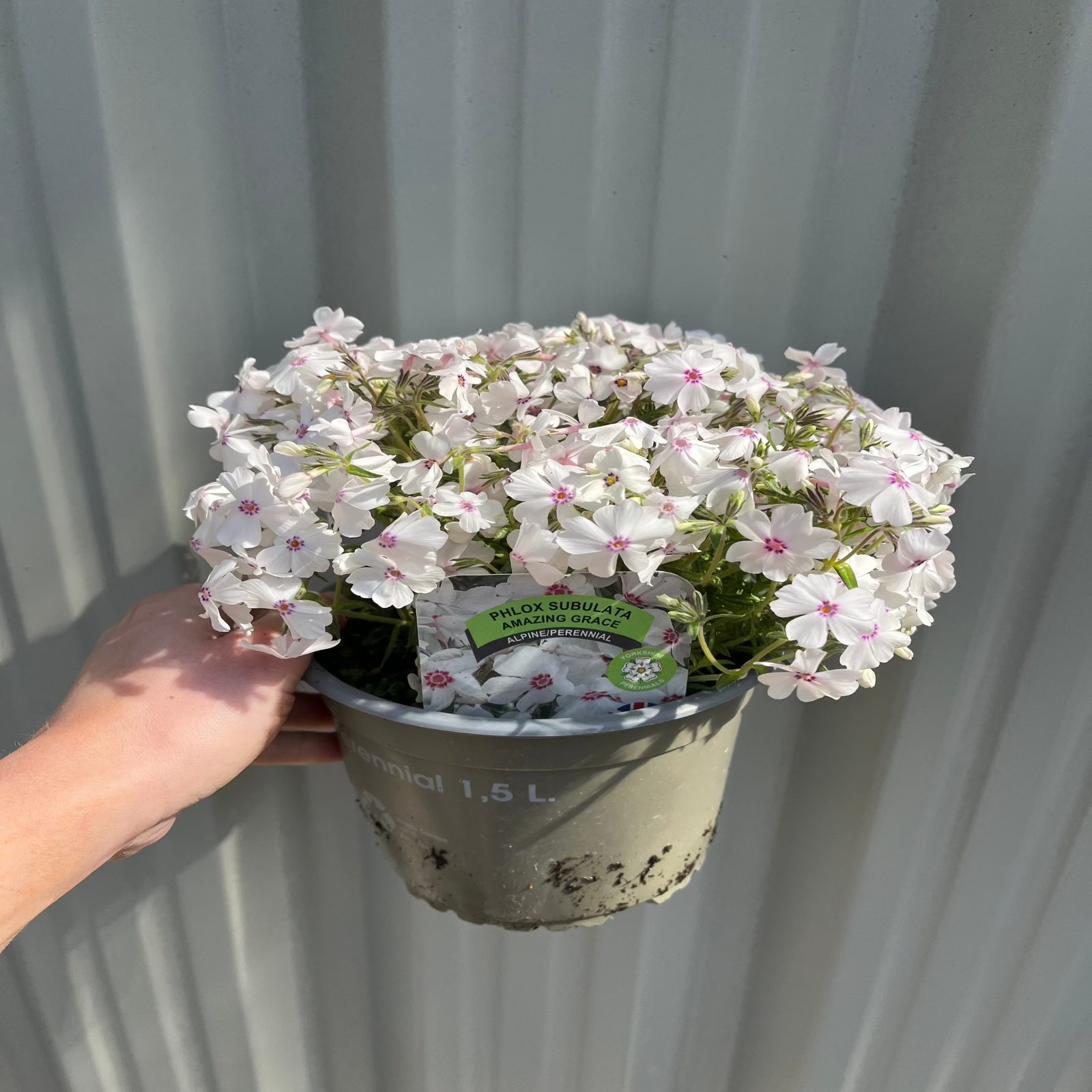 A hand holds a 1.5L Phlox subulata 'Amazing Grace' flower pot with white, pink-centered blooms, set against corrugated metal.