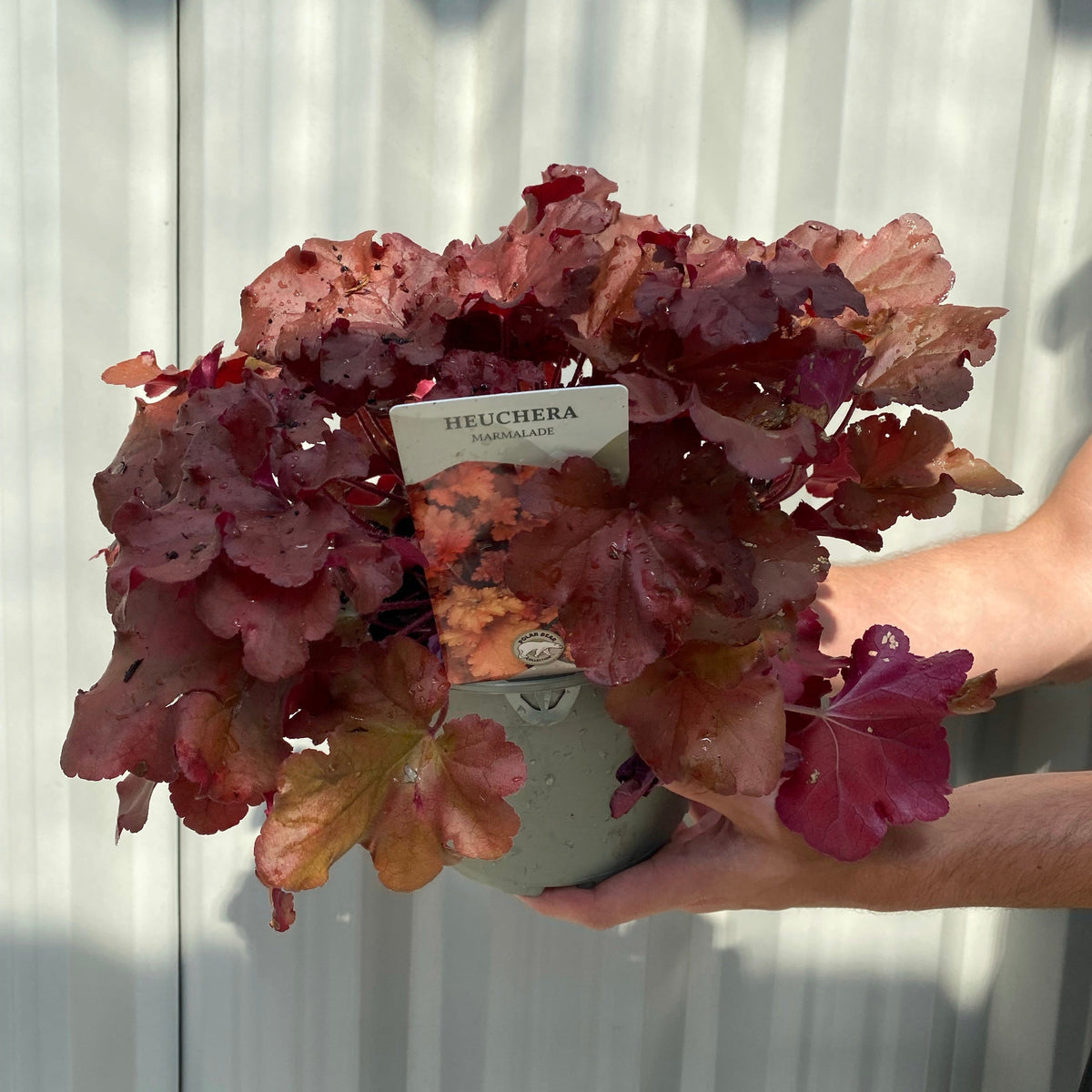 Heuchera &#39;Marmalade&#39; 2L