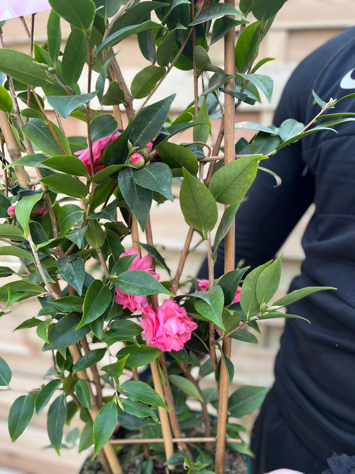 Camellia on frame 'Spring Festival ' 3L (100cm)