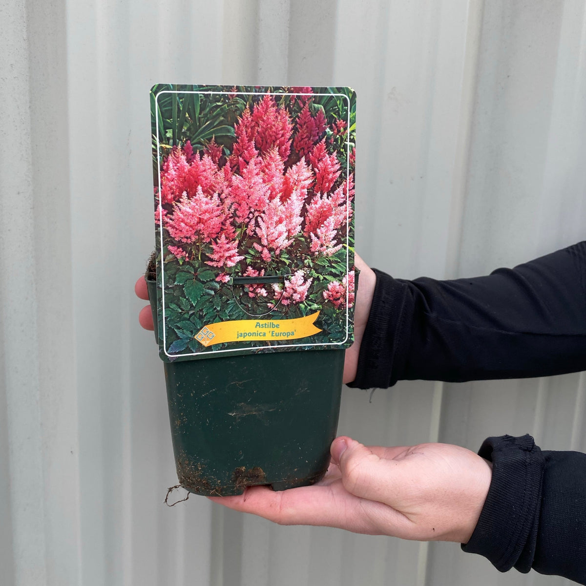 Astilbe - Europa 1.5L