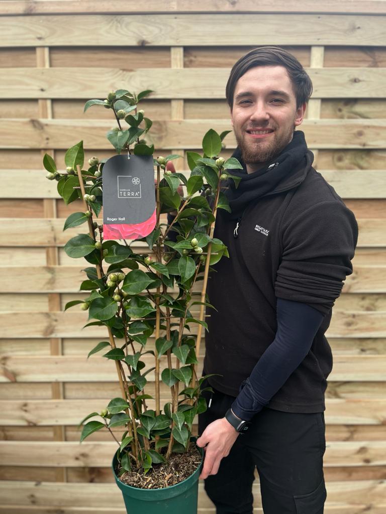 Camellia  &#39;Roger Hall&#39; 1L / 5L (100cm)