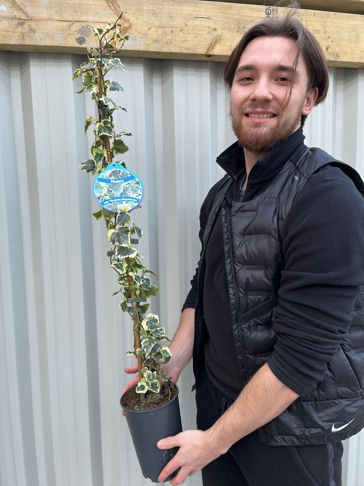 A man with dark hair and a beard, wearing a black vest, smiles as he holds a Hedera Helix &#39;Marginata Elegantissima&#39; Climbing Ivy 1m in front of a corrugated metal wall.