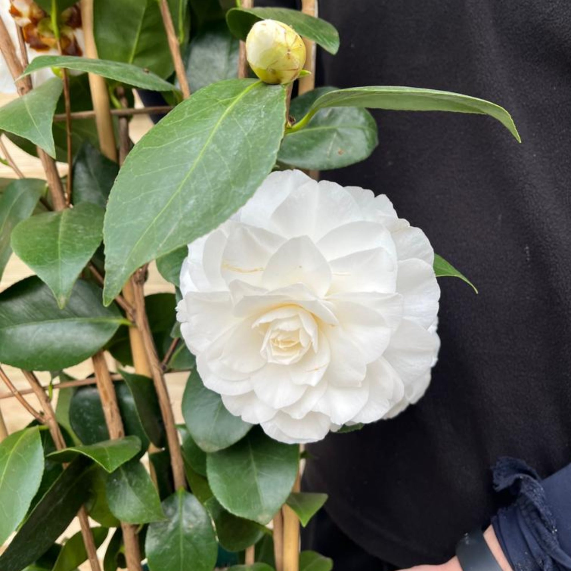 Camellia on frame 'Nuccio's Gem' 3L (100cm)