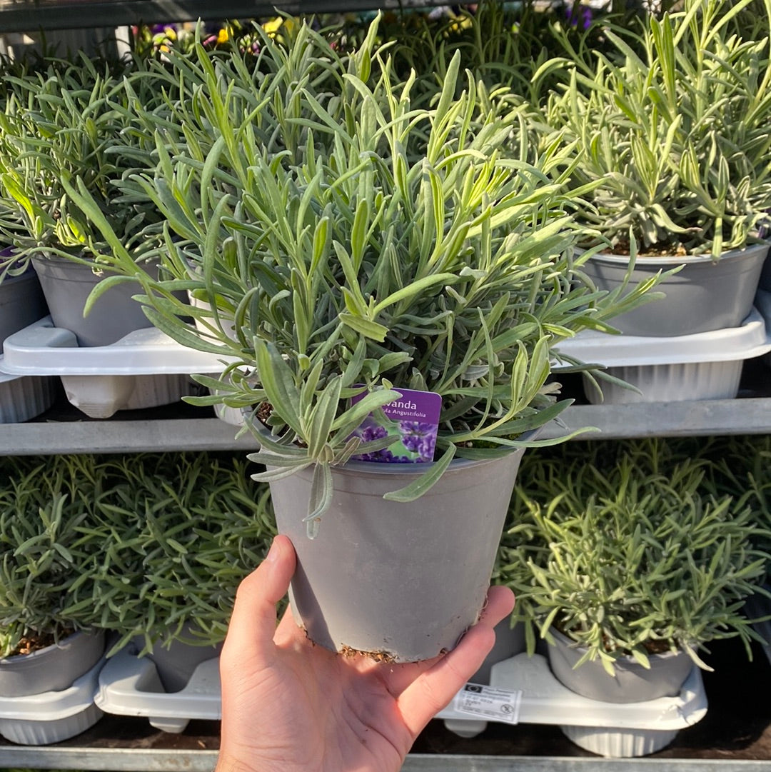A hand holds a gray pot with a lush green Lavender angustifolia &#39;Munstead&#39; 9cm/1.5L. More of these hardy perennial plants are stacked on shelves in the background.