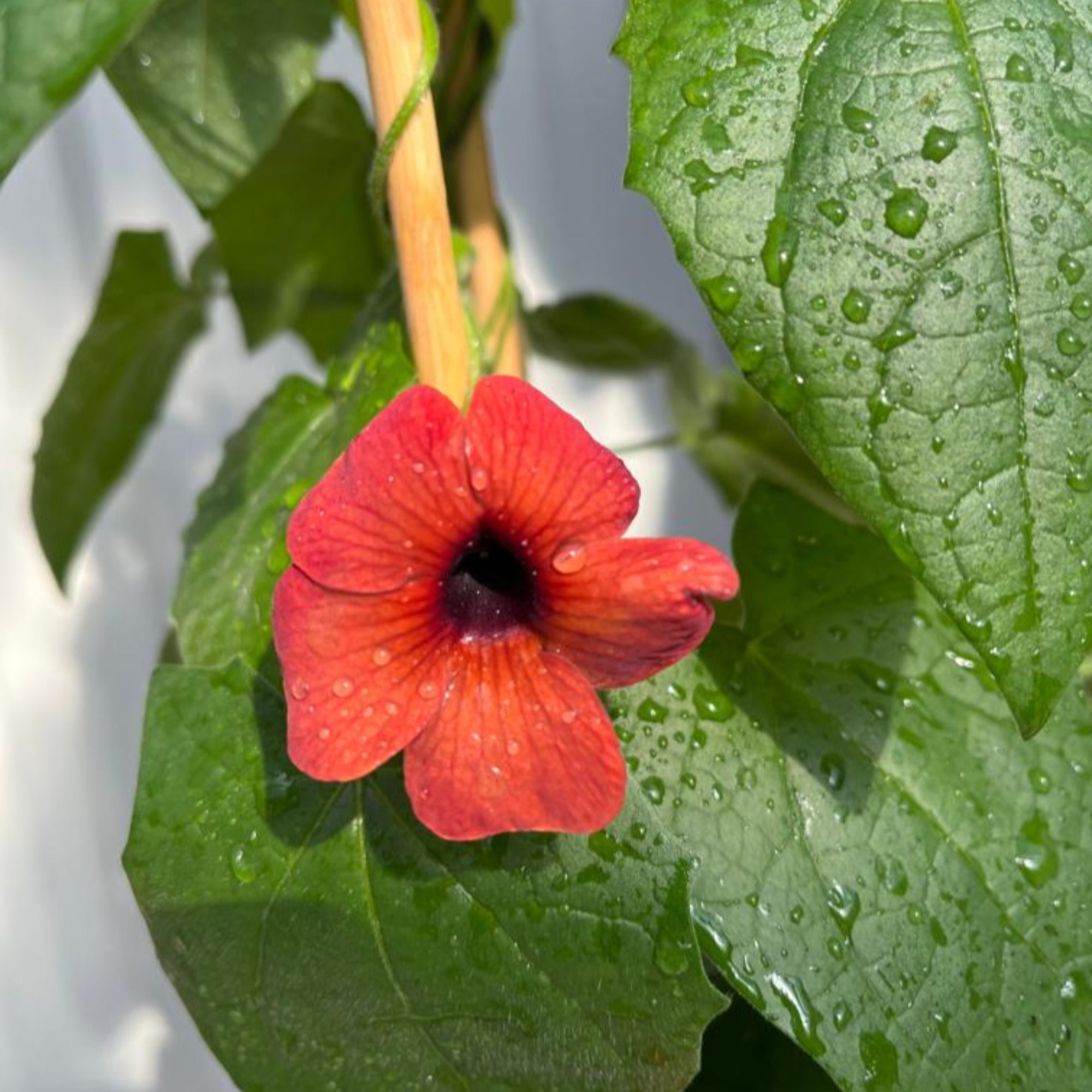 Thunbergia alata Black Eyed Susie (Red)