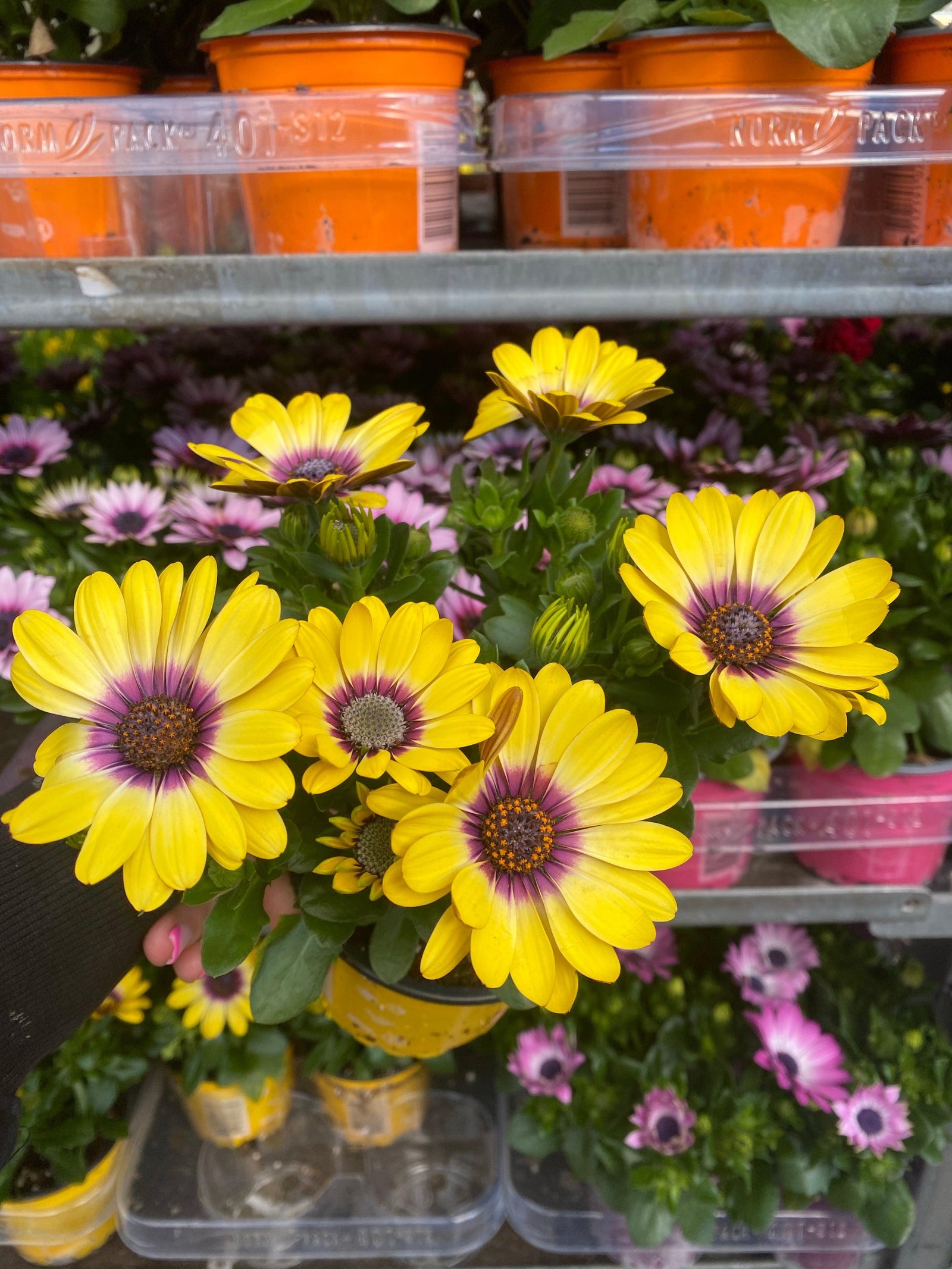 A hand holds a 12cm pot of Osteospermum (Cape/African Daisy) with vibrant yellow blooms and purple centers, surrounded by other colorful summer bedding plants on shelves in a garden store.