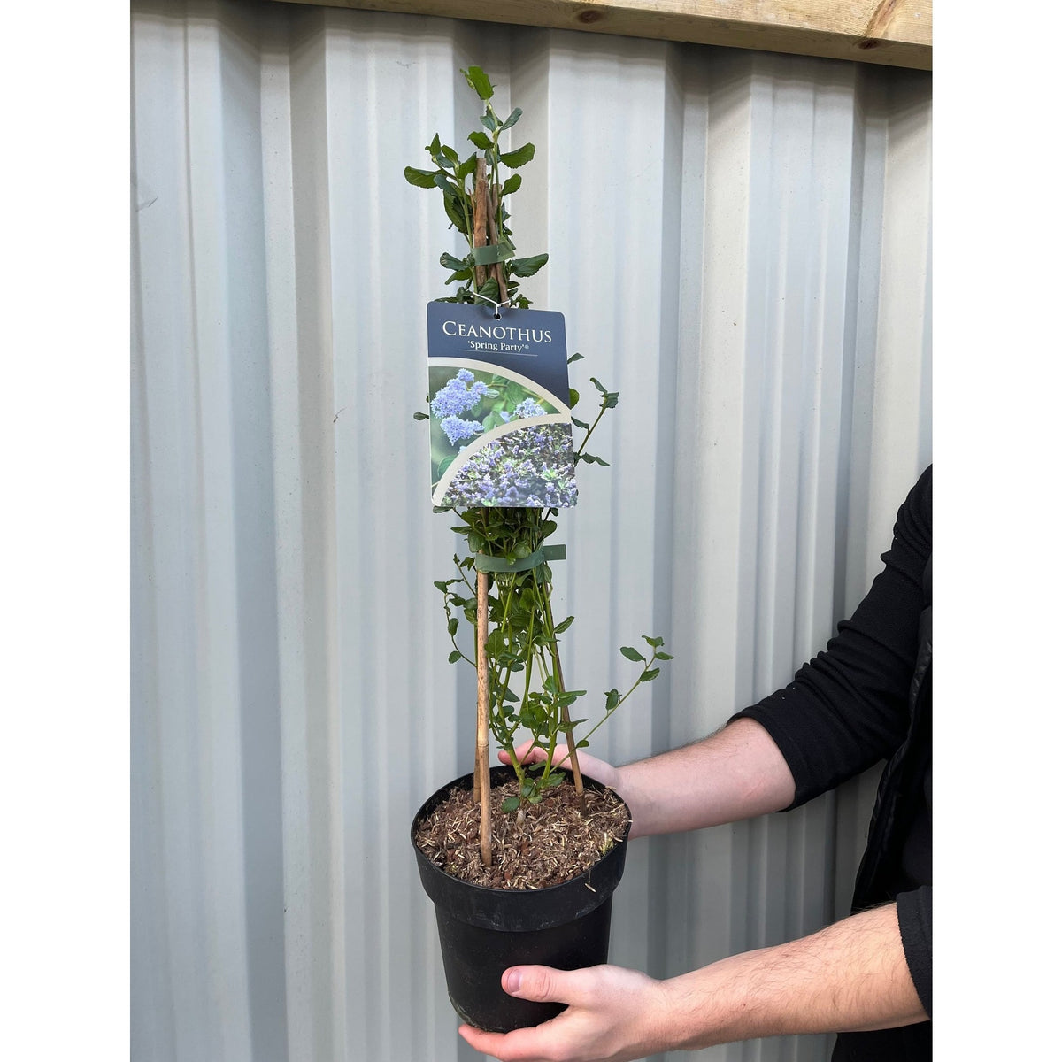 Ceanothus &#39;Spring Party&#39;  (Californian Lilac) 2L