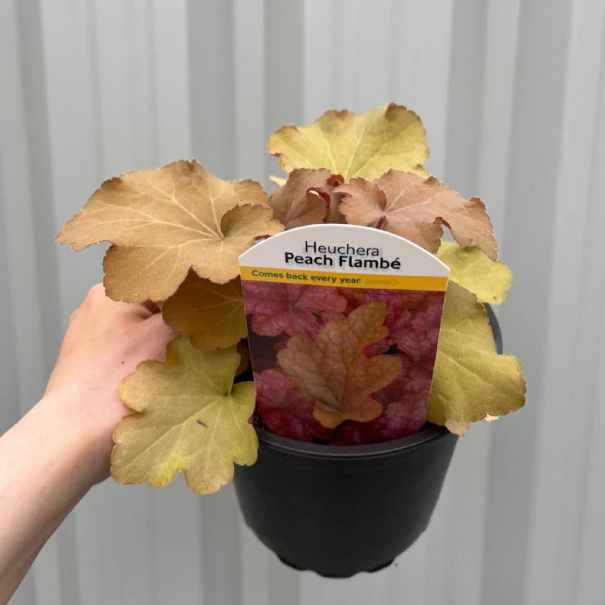 Heuchera 'Peach Flambe' 2L