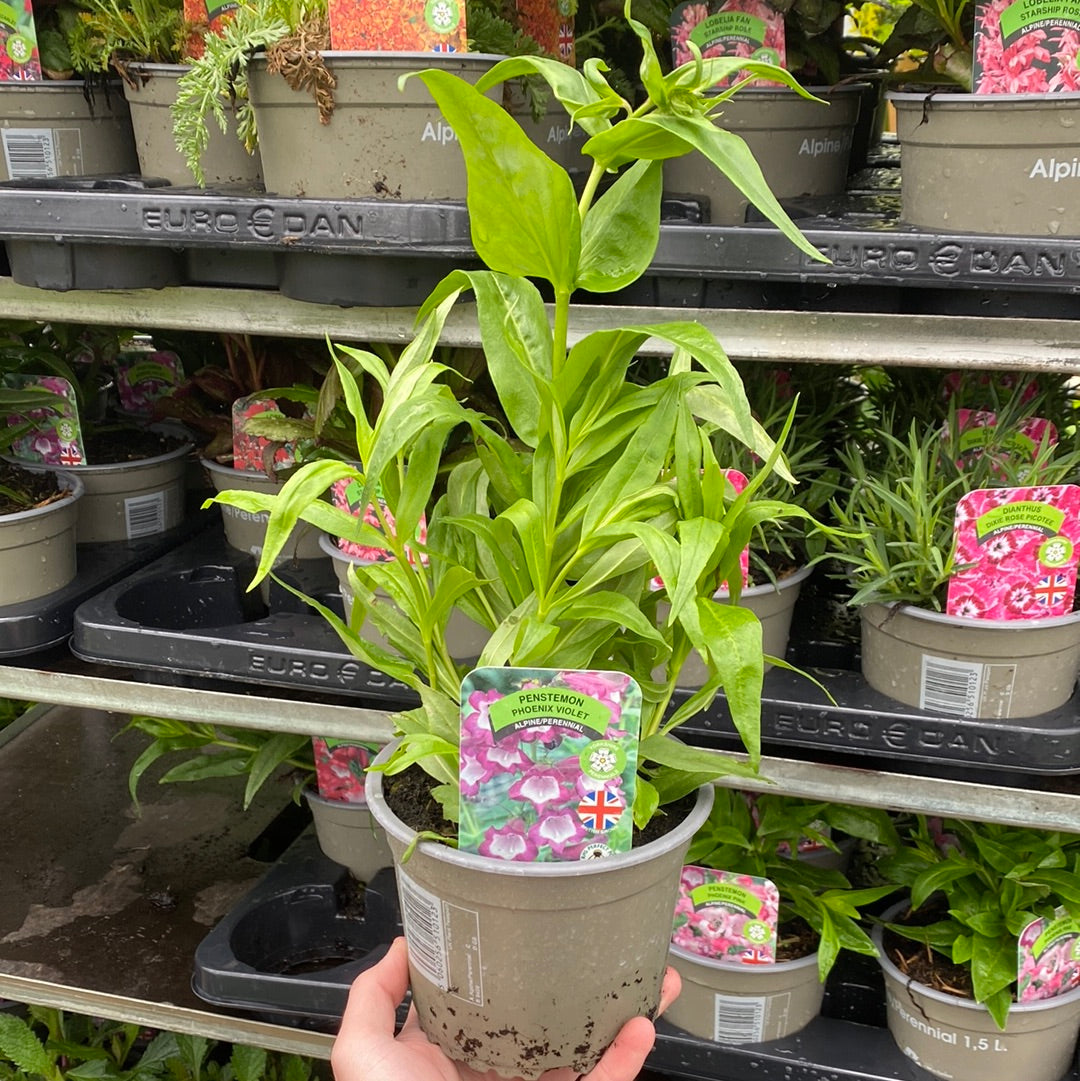 A hand holds a Penstemon Phoenix Violet 9cm Pot with green leaves and a label of purple flowers, in front of shelves stocked with similar perennials at the garden center.