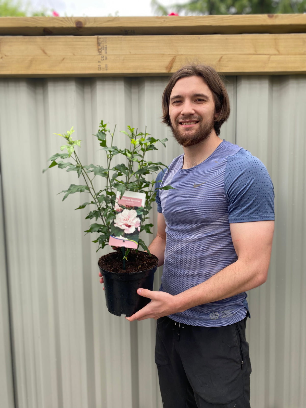Hibiscus Syriacus &#39;Leopoldii&#39; - Pink