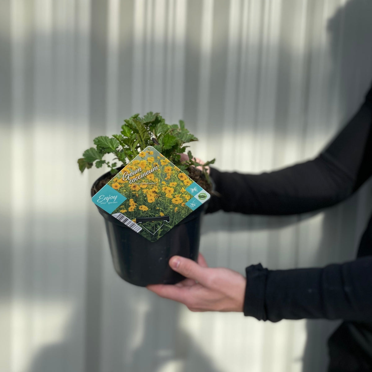 A person in black long sleeves holds a small pot with a Geum &#39;Lady Stratheden&#39; plant, ideal for cottage gardens, with a label showing yellow flowers and the product name, against a light-colored background.