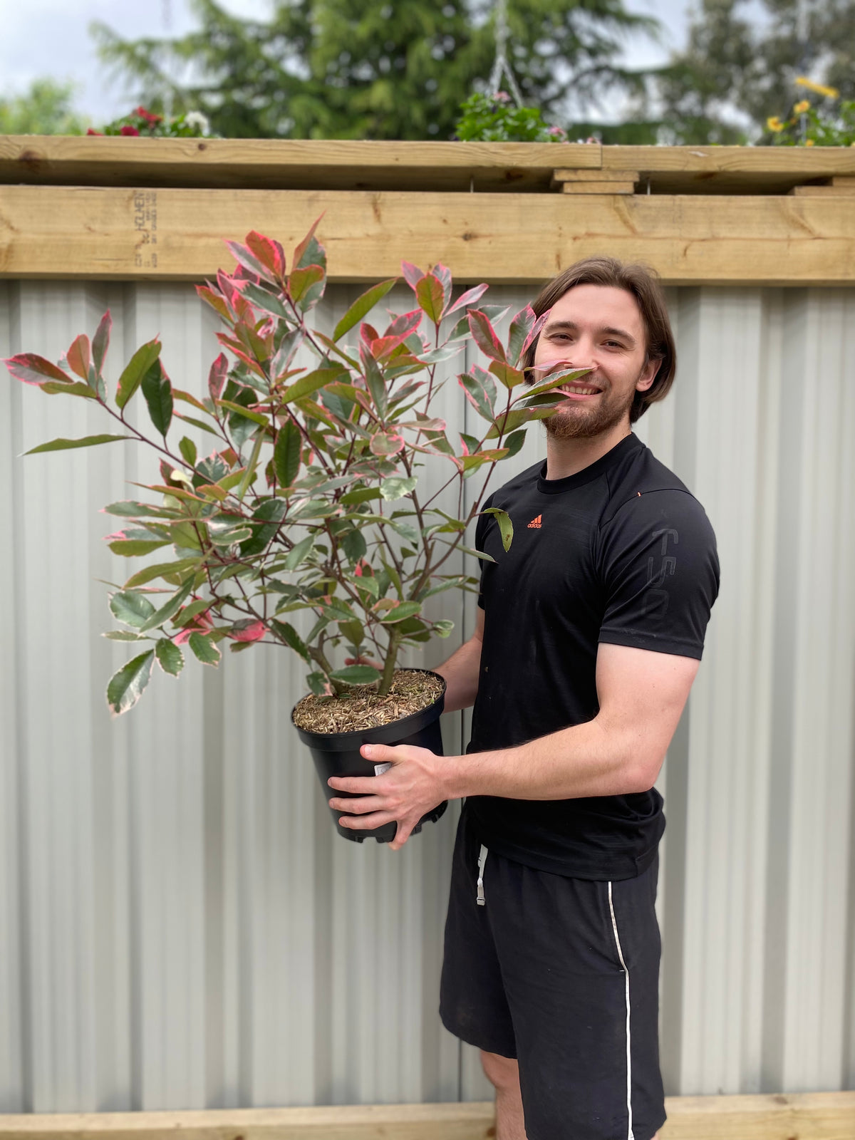 Photina x fraseri &#39;Louise&#39; 9cm/2L/5L