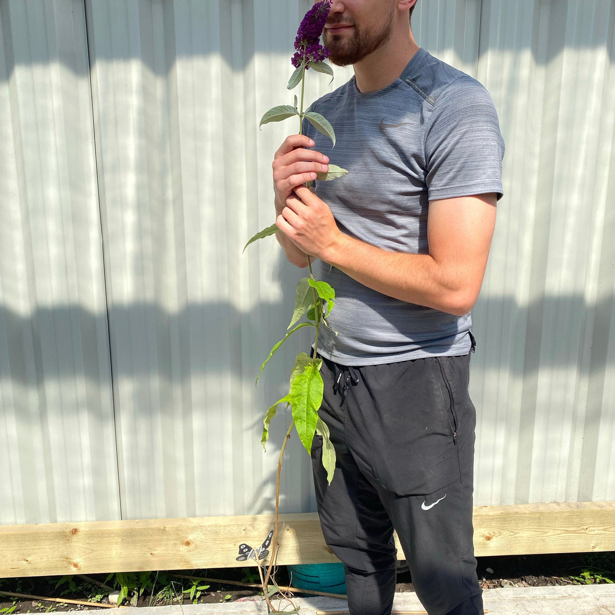 A man holding a purple flower from Buddleja davidii &#39;Black Knight&#39;, a fragrant, popular deciduous shrub.
