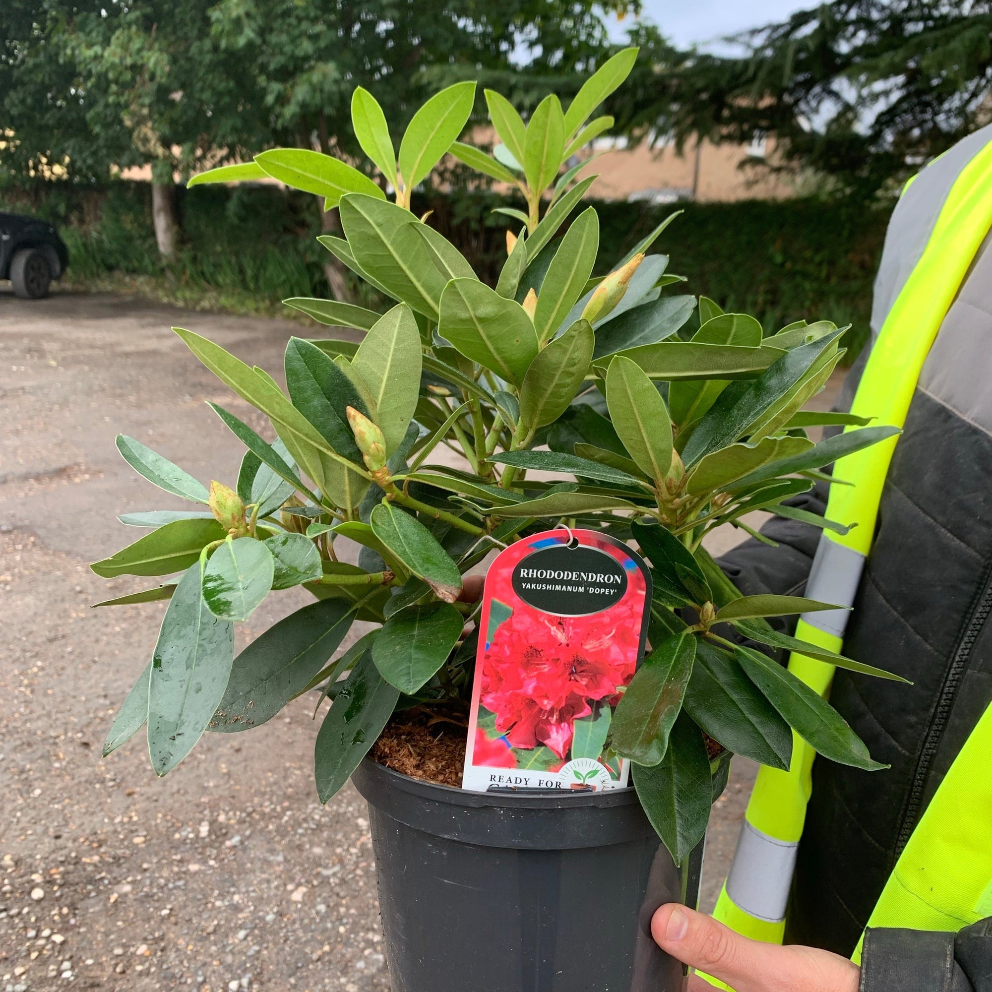 Rhododendron yakushimanum 'Dopey' 3L