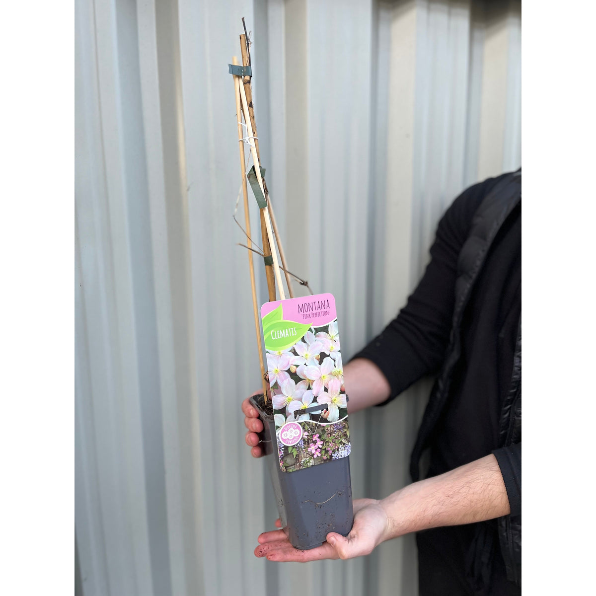 A person holds a Clematis montana &#39;Pink Perfection&#39; 60cm, a stunning flowering climber with pale pink blooms, supported by bamboo sticks, set against a corrugated metal wall.