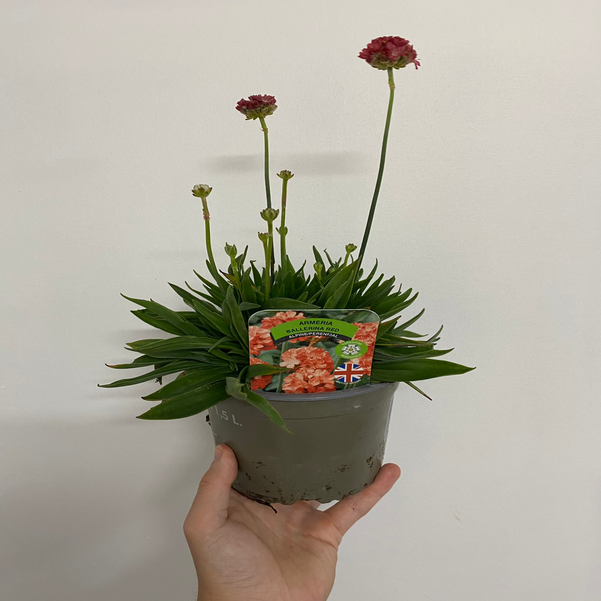 Armeria &#39;Ballerina Red&#39; 1.5L / 3L