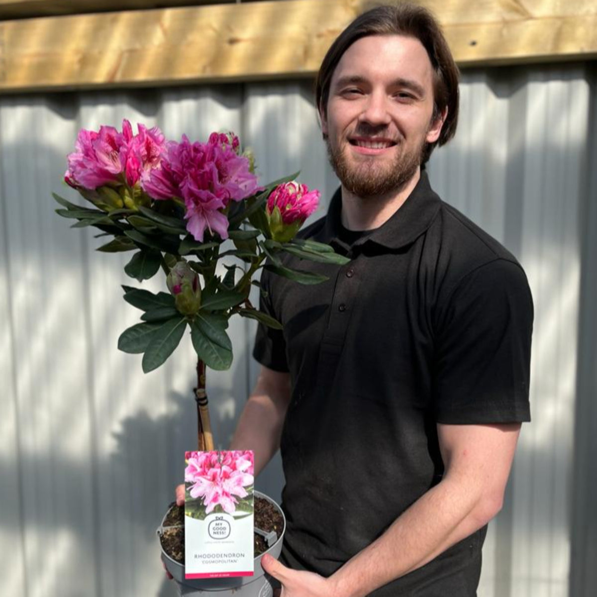 A bearded person with dark hair, dressed in a black polo shirt, stands outside holding a Standard Rhododendron &#39;Cosmopolitan&#39; (Pink) 80cm—an evergreen patio plant with vibrant pink blooms and a label on its pot.