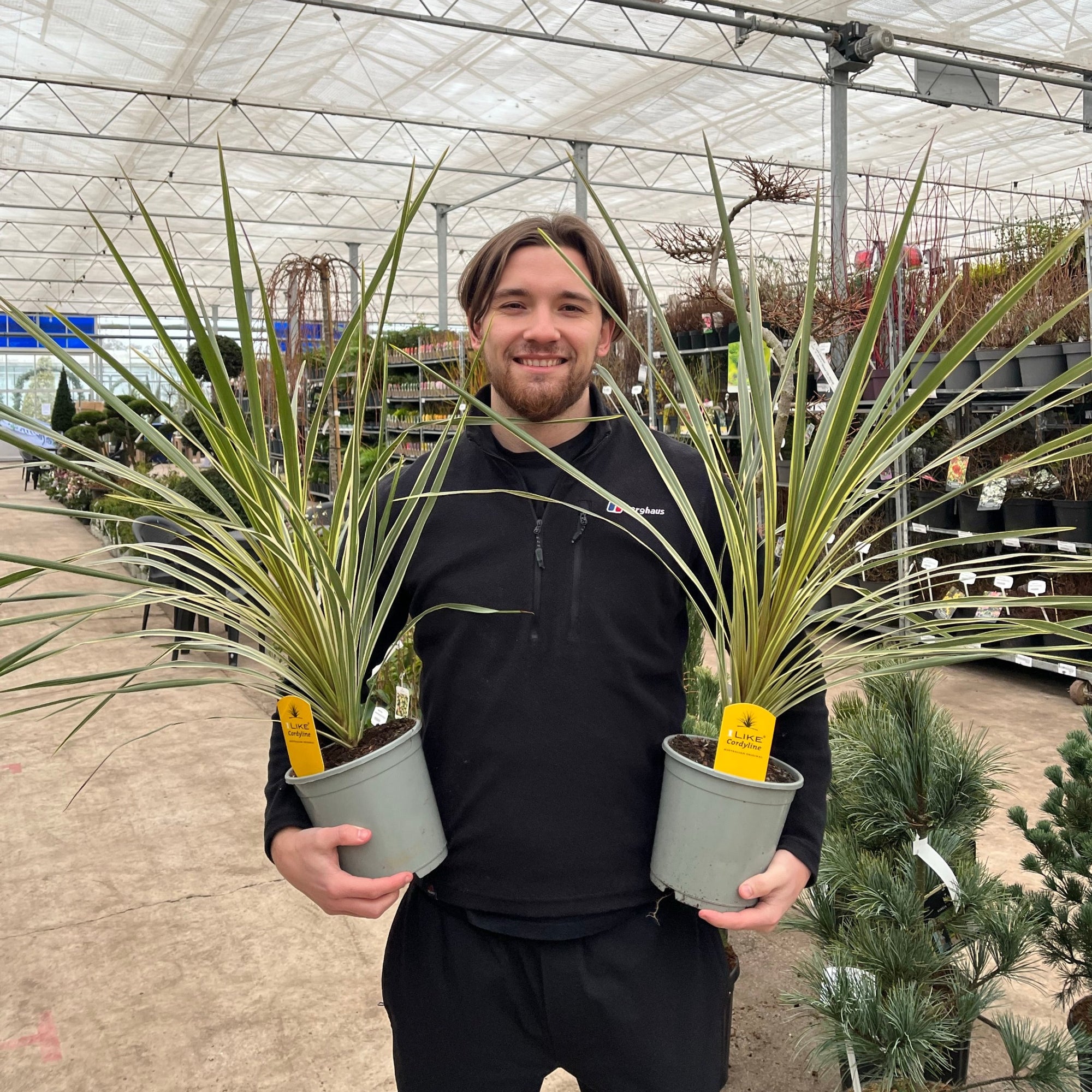 Cordyline australis 'Torbay Dazzler' 1.5L
