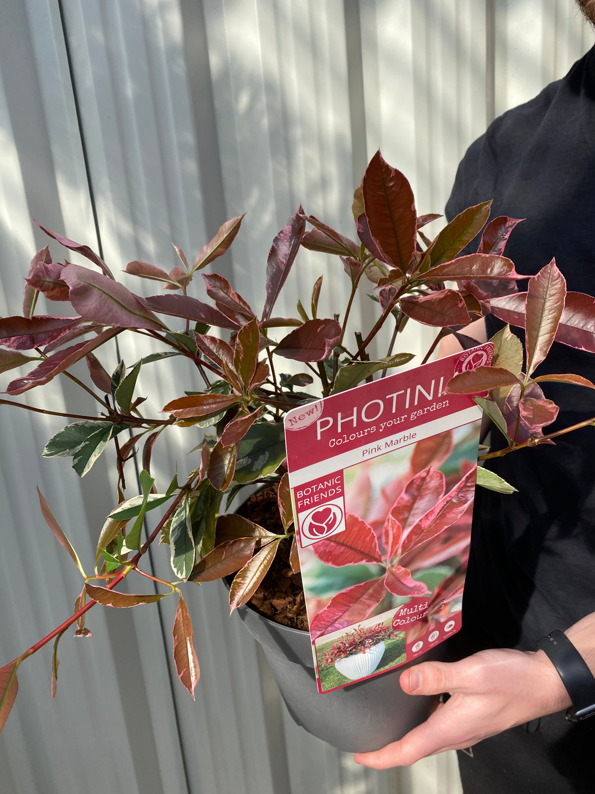 A person holds a potted Photinia fraseri &#39;Pink Marble&#39; 3L, its vibrant red and green leaves shining in the sun. The label displays images and care tips, making it ideal as a patio plant or garden hedge.