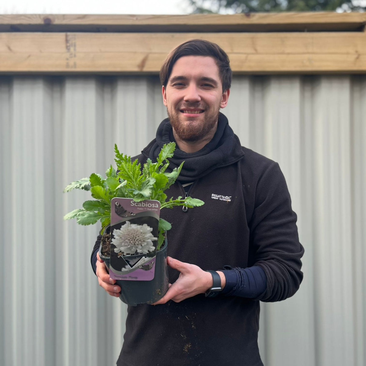 Scabious &#39;Kudo White&#39; 9cm/2L