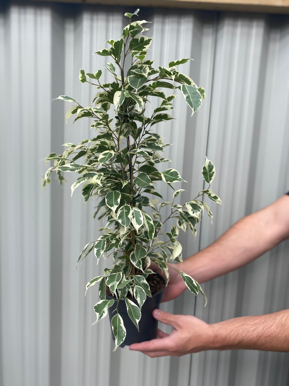 A person holds a Ficus Benjamina variegated (Weeping Fig) 50-60cm, showcasing its glossy green and white leaves, in front of a corrugated metal background.