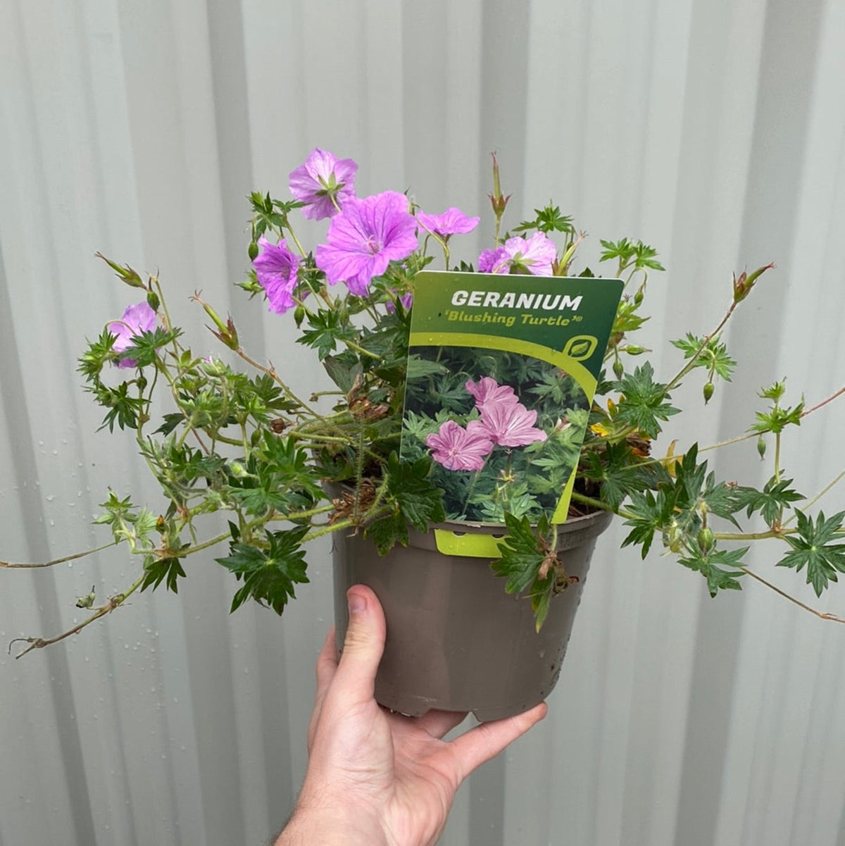 A hand holds a Geranium &#39;Blushing Turtle&#39; 2L with pink-purple flowers and a plant tag. This pollinator-friendly perennial stands out against a corrugated metal wall.