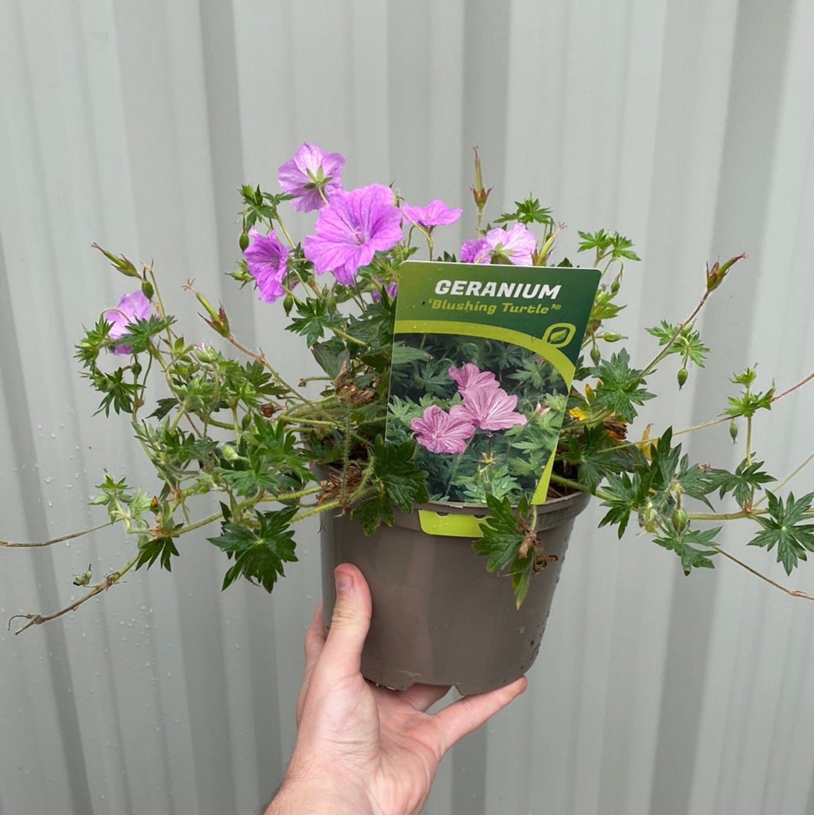 Geranium 'Blushing Turtle' 2L features vibrant purple, veined flowers amid dense green foliage. This pollinator-friendly perennial is perfect as ground cover, adding lush color to your garden.