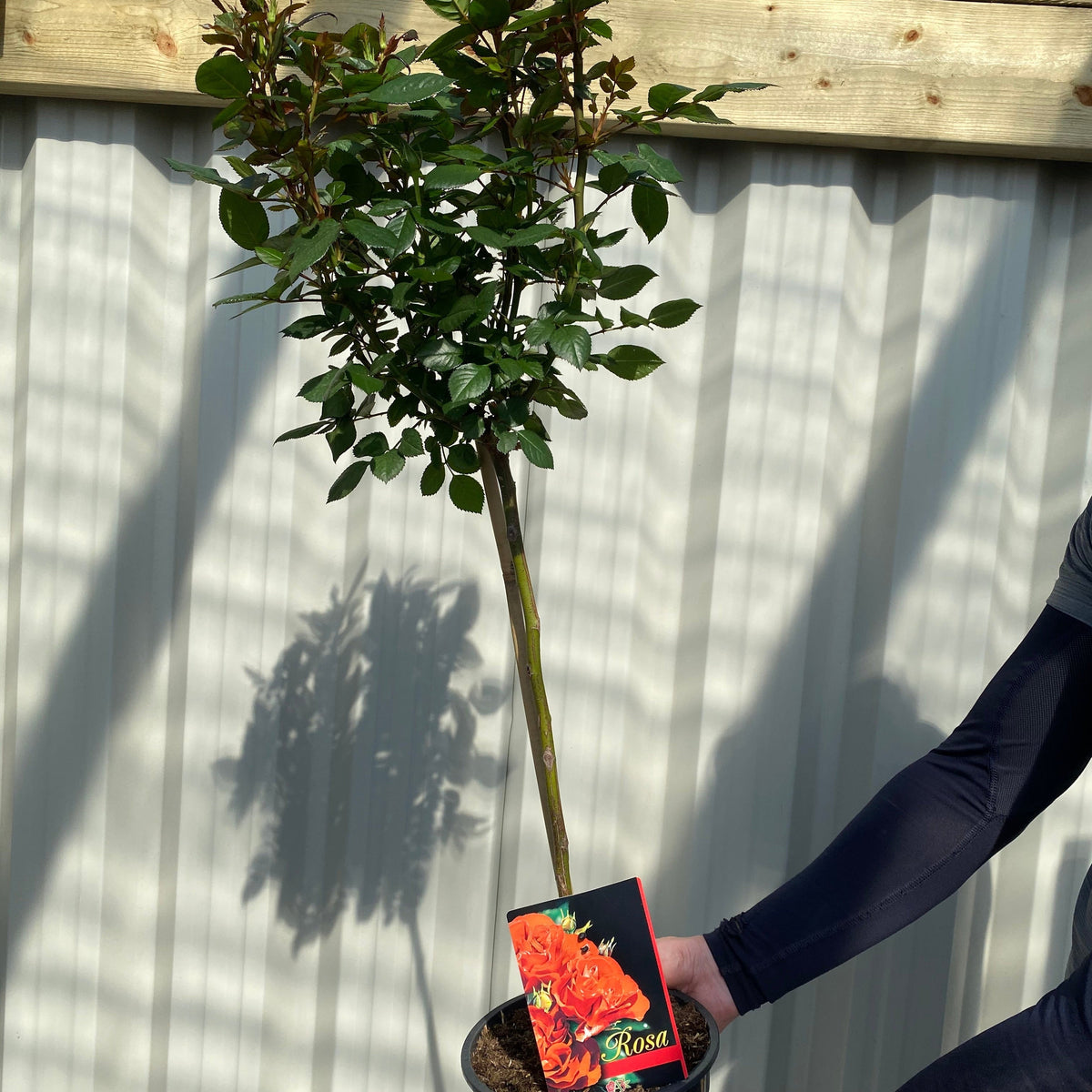 Patio Standard Rose &#39;Orange&#39; 60-70cm