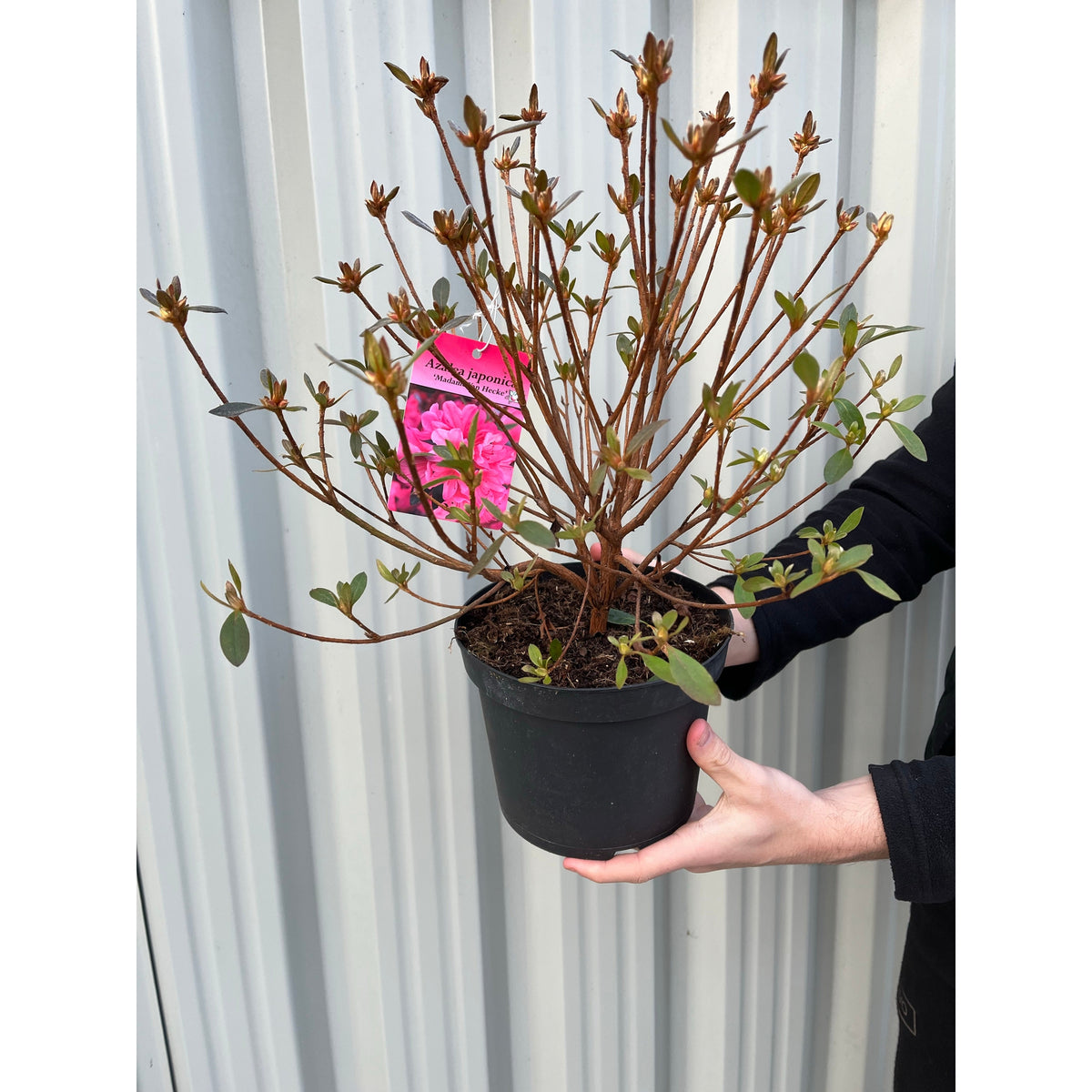 A person holds an Azalea &#39;Madamme Van Hecke&#39; 2/5L, a potted shrub with slender branches and sparse leaves, in front of corrugated metal. A tag featuring a pink flower is attached to the plant.