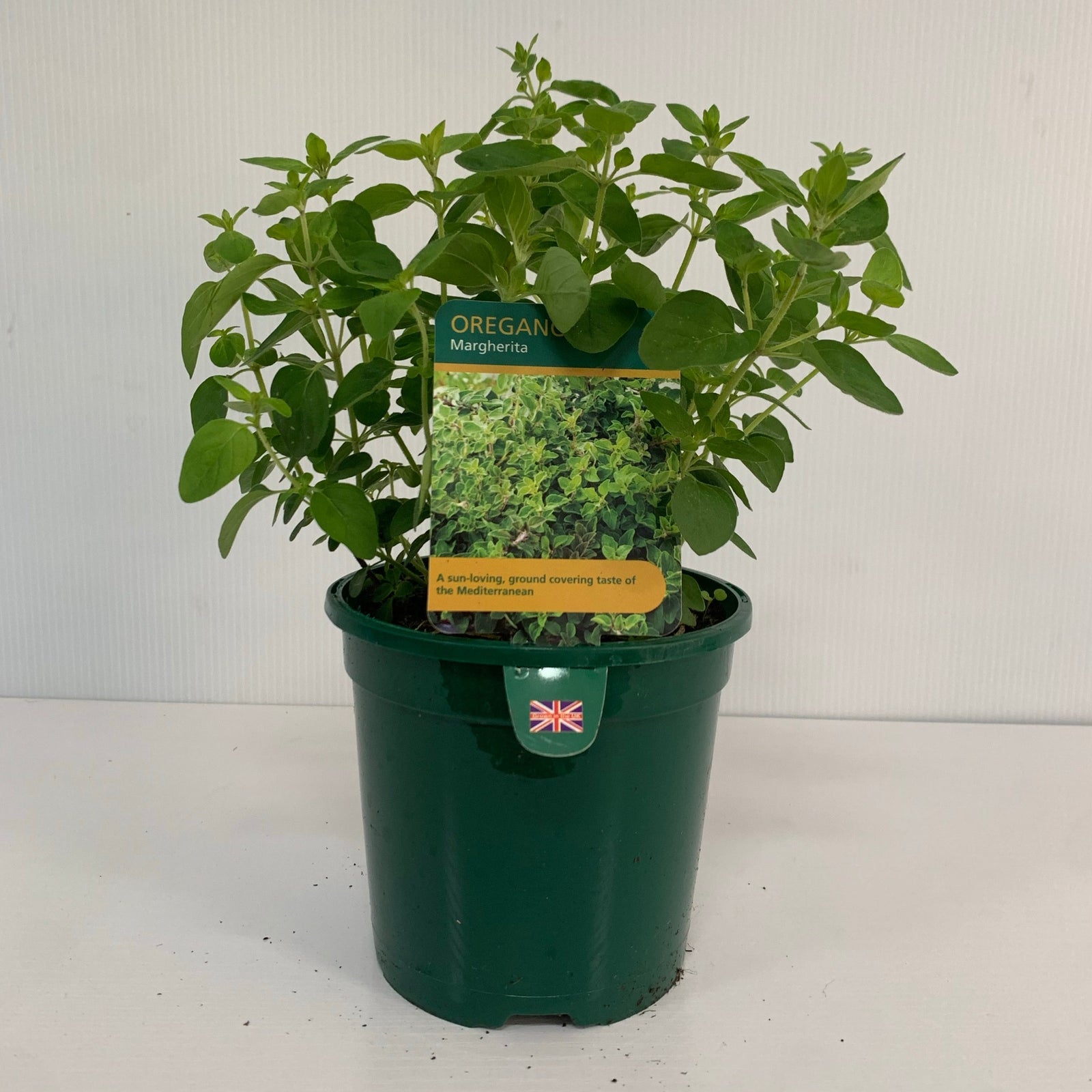 Oregano - Margherita (Herb) 13cm