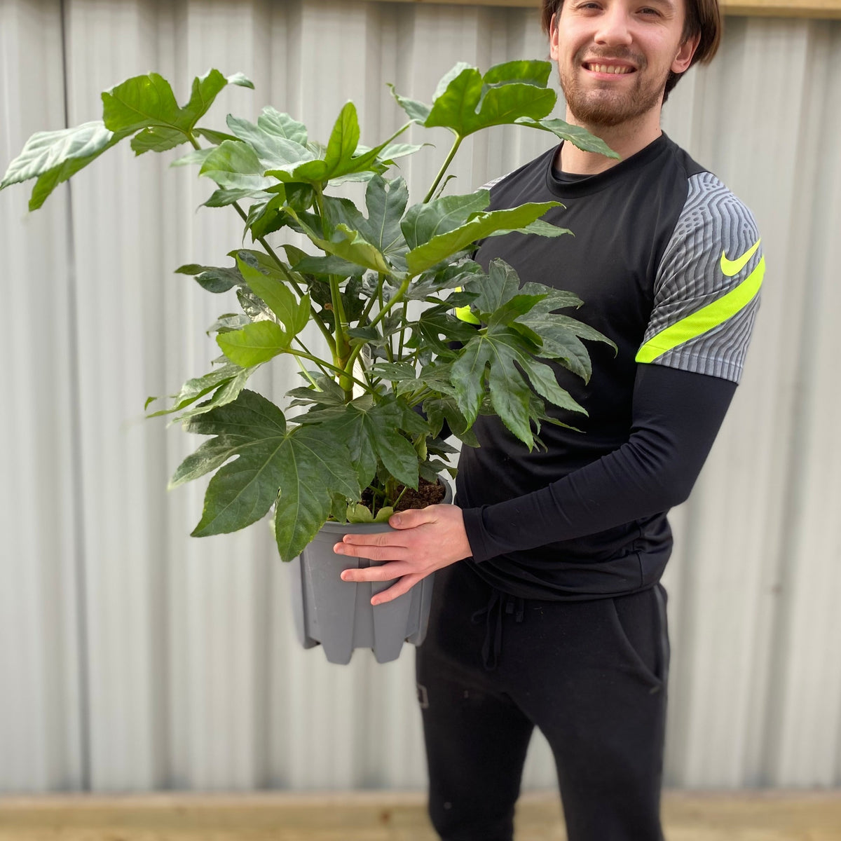 A person in black athletic wear is smiling and holding a Fatsia japonica 70-80cm (3L) with lush green leaves in front of a corrugated metal wall.