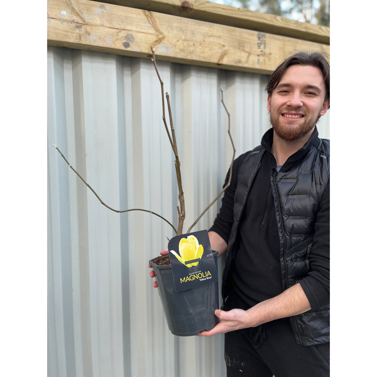 Magnolia denudata &#39;Yellow River&#39; 2L