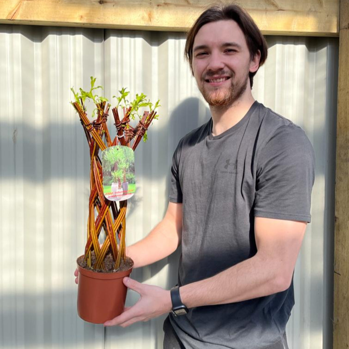 Salix - Living Braided Willow Tree Sculpture (55-60cm