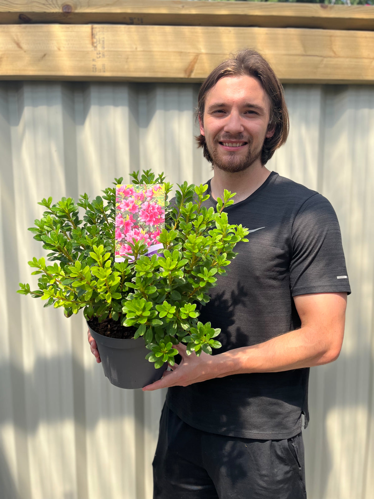 A smiling man with shoulder-length hair, in a black shirt, stands outside holding an Azalea &#39;Geisha Pink&#39; 3L—a potted shrub with green leaves and a pink flower tag—in front of a wooden fence.