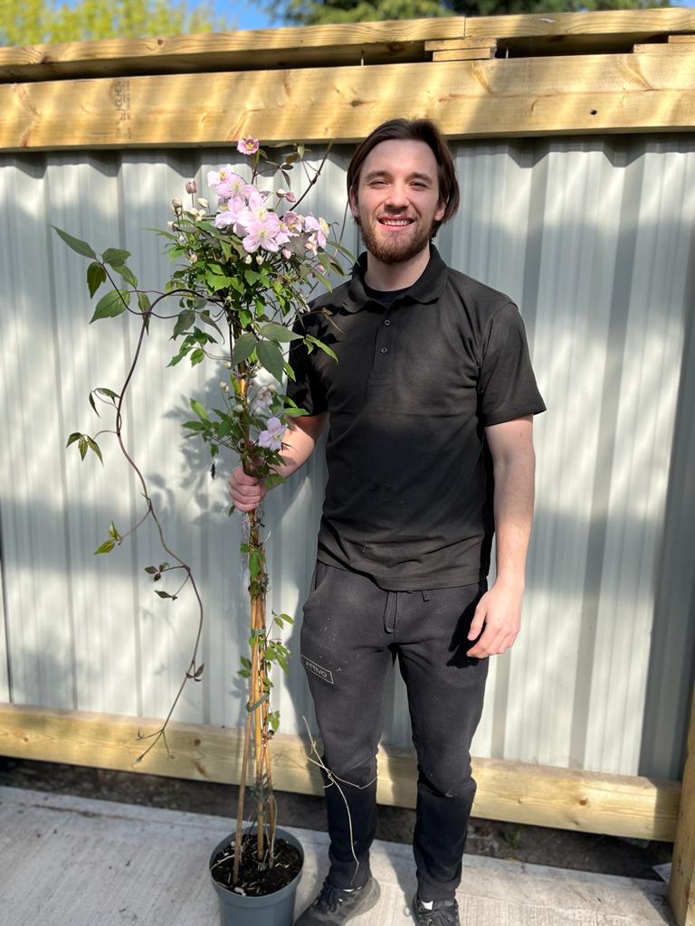 Clematis montana &#39;Mayleen&#39; 1.7-1.8m