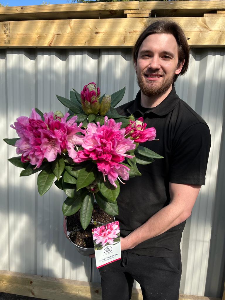 A man in a black shirt stands outside smiling at the camera while holding a Standard Rhododendron &#39;Cosmopolitan&#39; (Pink) 80cm with vibrant pink blooms and green leaves; a wooden fence and corrugated metal backdrop are behind him.