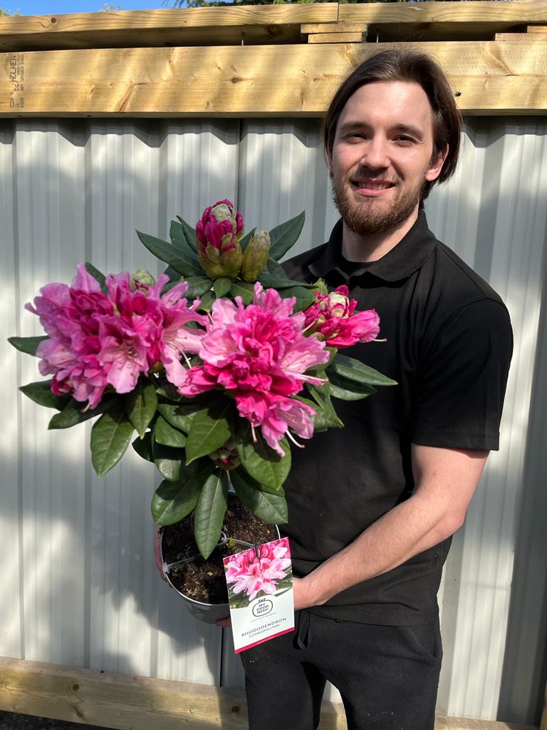 Standard Rhododendron 'Cosmopolitan' (Pink) 80cm